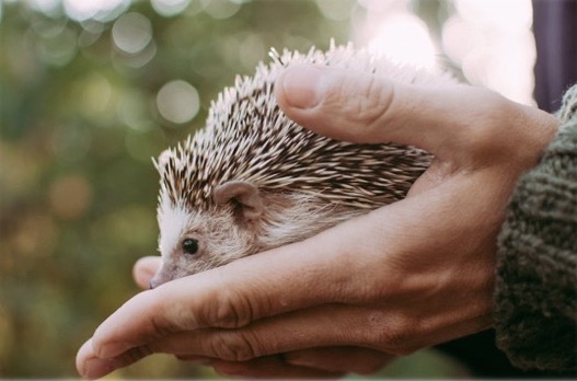 Encontrandote con tu Vulnerabilidad